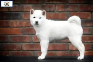 Read more about the article Hokkaido breeders and puppies in West Virginia