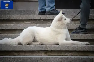 Read more about the article Hokkaido breeders and puppies in Wisconsin