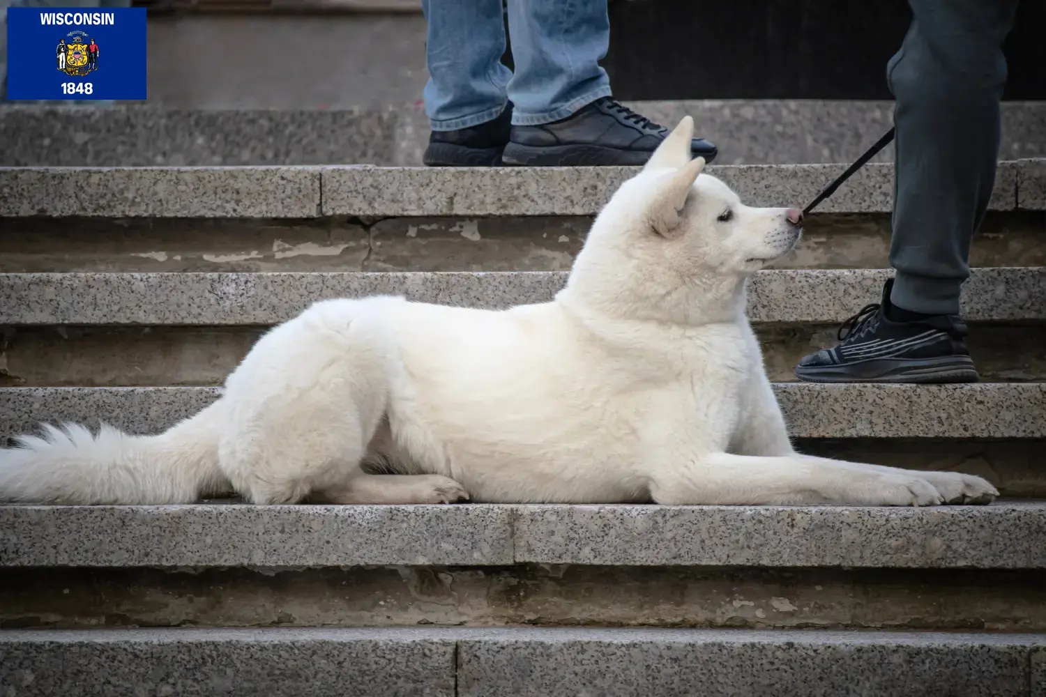 Hokkaido puppies and breeders Wisconsin Here you can find Hokkaido growers in Wisconsin.