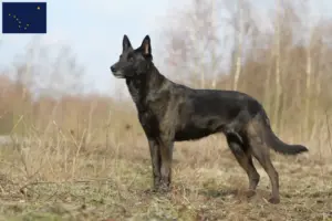 Read more about the article Hollandse Herdershond breeders and puppies in Alaska