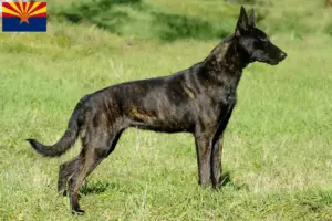 Read more about the article Hollandse Herdershond breeders and puppies in Arizona