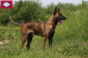Read more about the article Hollandse Herdershond breeders and puppies in Arkansas
