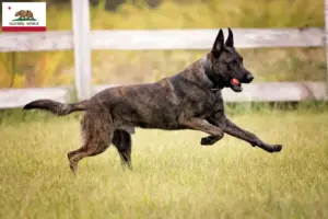 Read more about the article Hollandse Herdershond breeders and puppies in California
