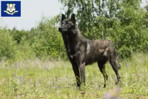 Read more about the article Hollandse Herdershond breeders and puppies in Connecticut