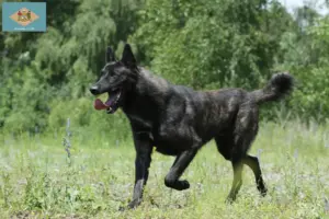 Read more about the article Hollandse Herdershond breeders and puppies in Delaware