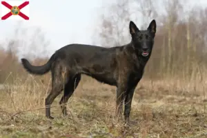 Read more about the article Hollandse Herdershond breeders and puppies in Florida