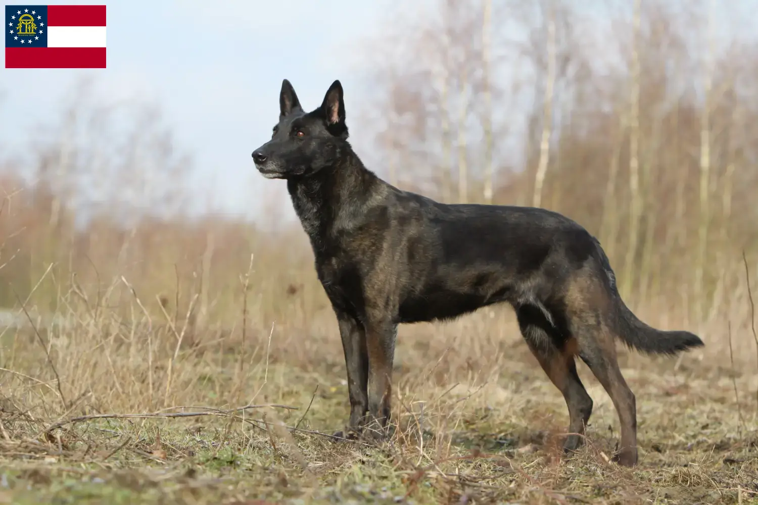Hollandse Herdershond puppies and breeder Georgia Here you can find Hollandse Herdershonden breeders in Georgia.