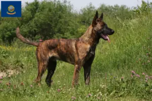 Read more about the article Hollandse Herdershond breeders and puppies in Idaho