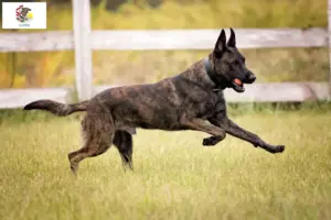 Read more about the article Hollandse Herdershond breeders and puppies in Illinois