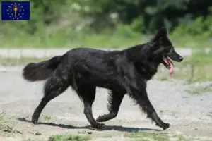 Read more about the article Hollandse Herdershond breeders and puppies in Indiana
