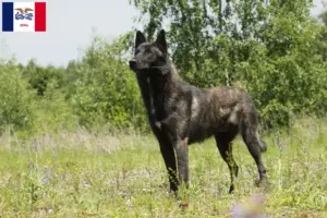 Read more about the article Hollandse Herdershond breeders and puppies in Iowa