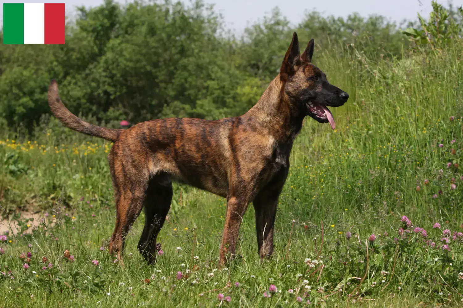 Read more about the article Hollandse Herdershond breeders and puppies in Italy