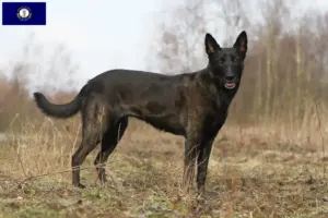 Read more about the article Hollandse Herdershond breeders and puppies in Kentucky