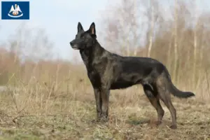 Read more about the article Hollandse Herdershond breeders and puppies in Louisiana