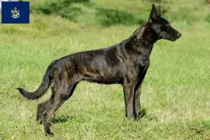 Read more about the article Hollandse Herdershond breeders and puppies in Maine