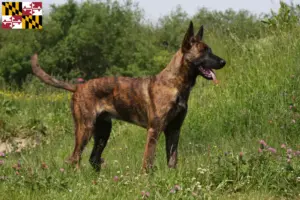 Read more about the article Hollandse Herdershond breeders and puppies in Maryland