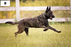 Read more about the article Hollandse Herdershond breeders and puppies in Massachusetts