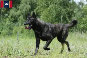 Read more about the article Hollandse Herdershond breeders and puppies in Mississippi