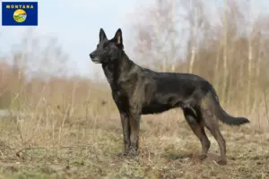 Read more about the article Hollandse Herdershond breeders and puppies in Montana