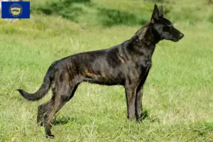 Read more about the article Hollandse Herdershond breeders and puppies in Nebraska