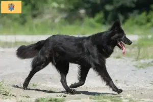 Read more about the article Hollandse Herdershond breeders and puppies in New Jersey