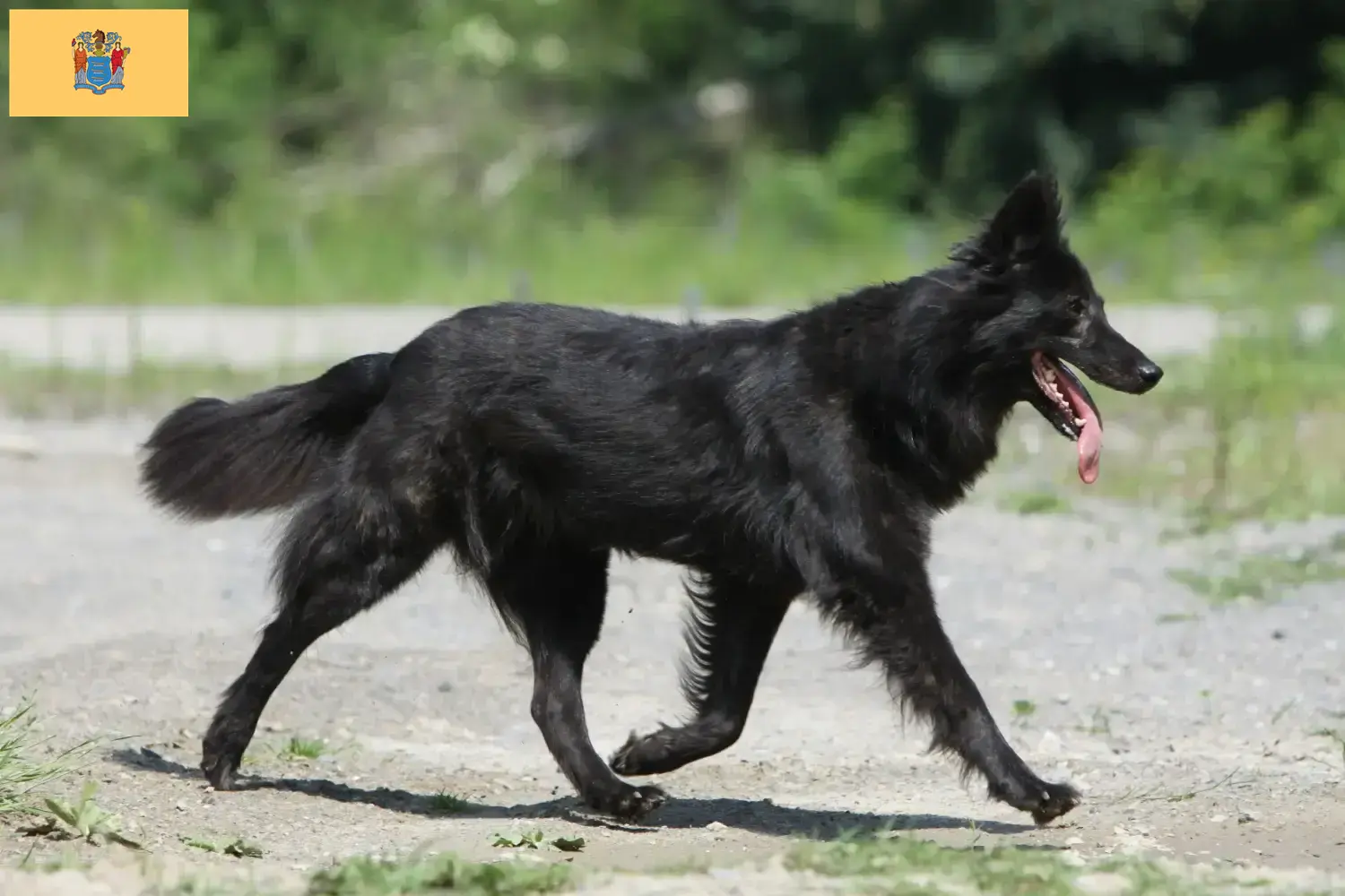 Hollandse Herdershond puppies and breeders New Jersey Here you can find Hollandse Herdershonden breeders in New Jersey.
