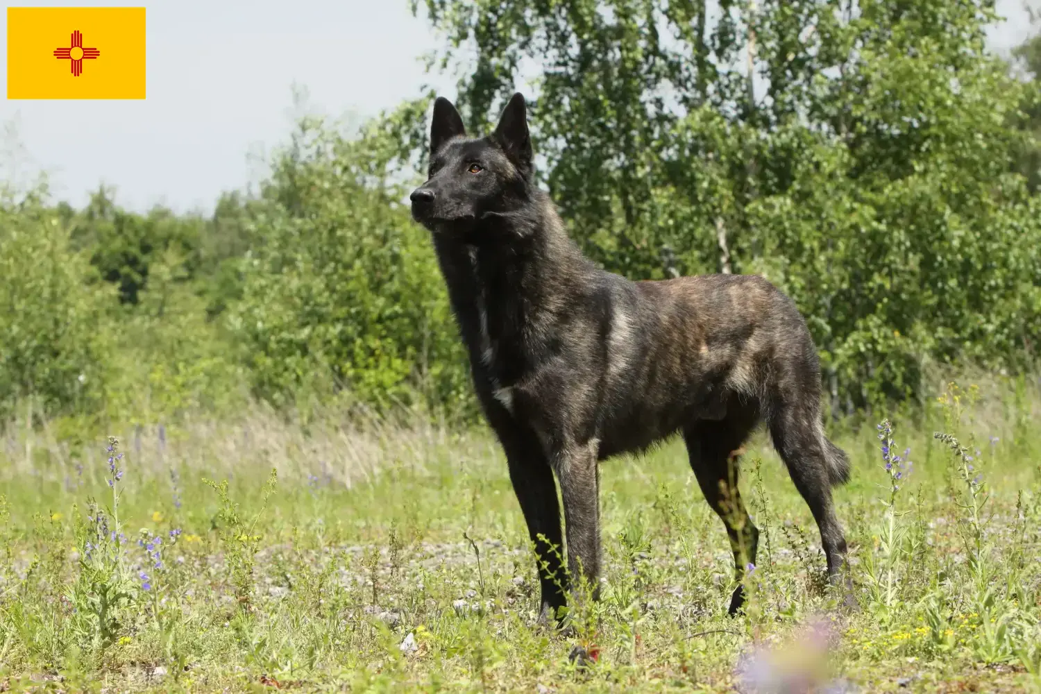 Hollandse Herdershond puppies and breeders New Mexico Here you can find Hollandse Herdershonden breeders in New Mexico.
