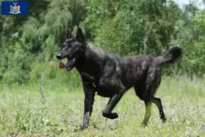 Read more about the article Hollandse Herdershond breeders and puppies in New York