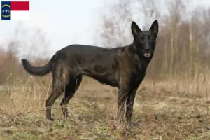 Read more about the article Hollandse Herdershond breeders and puppies in North Carolina