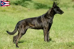 Read more about the article Hollandse Herdershond breeders and puppies in Ohio
