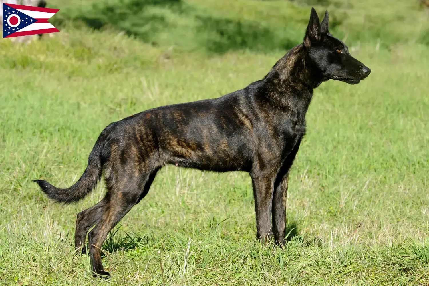 Read more about the article Hollandse Herdershond breeders and puppies in Ohio