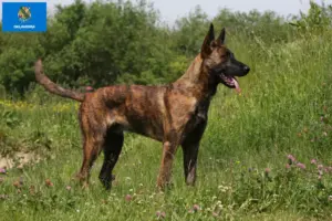 Read more about the article Hollandse Herdershond breeders and puppies in Oklahoma