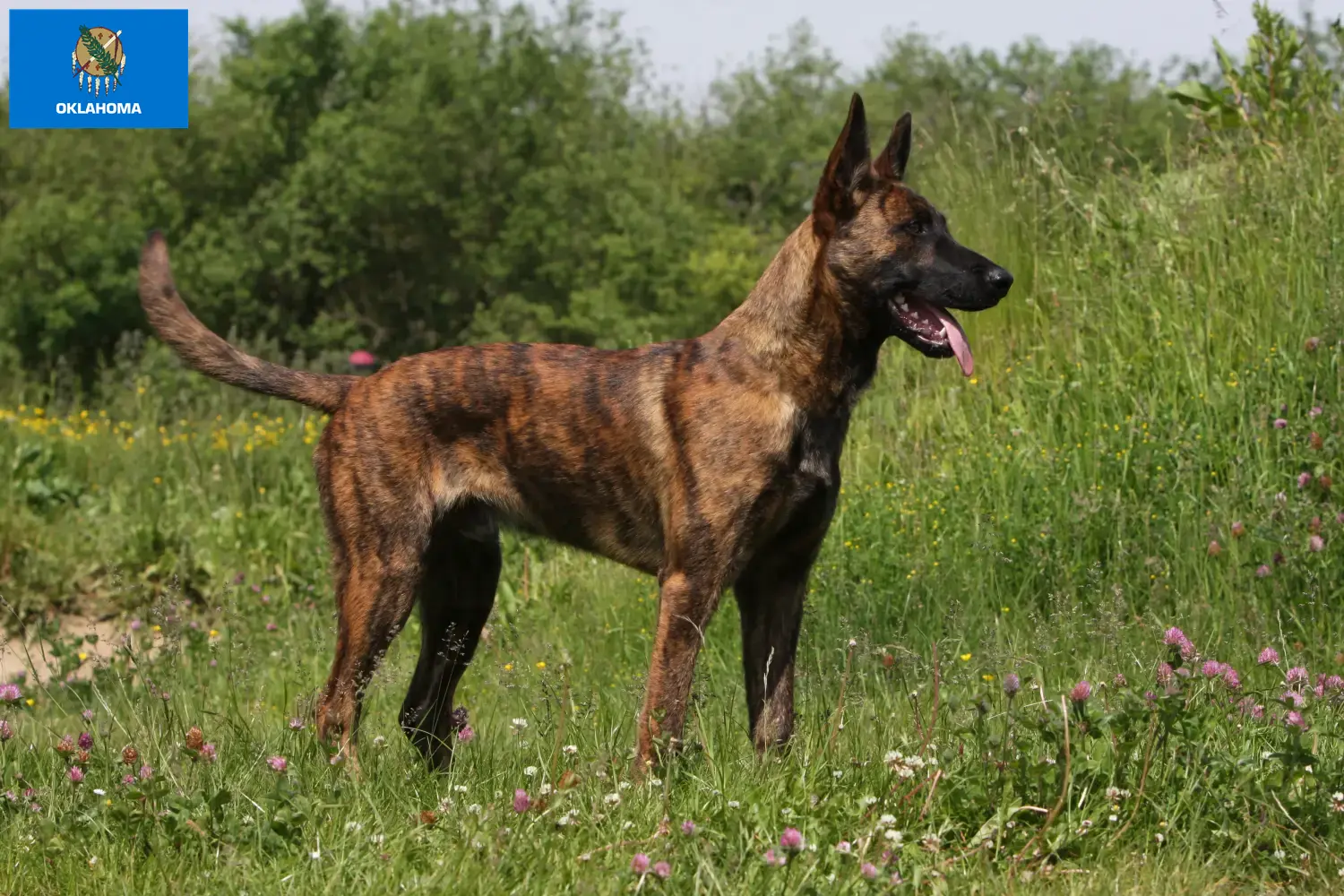 Hollandse Herdershond puppies and breeders Oklahoma Here you can find Dutch Herdershonden breeders in Oklahoma.