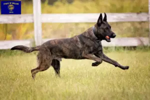 Read more about the article Hollandse Herdershond breeders and puppies in Oregon