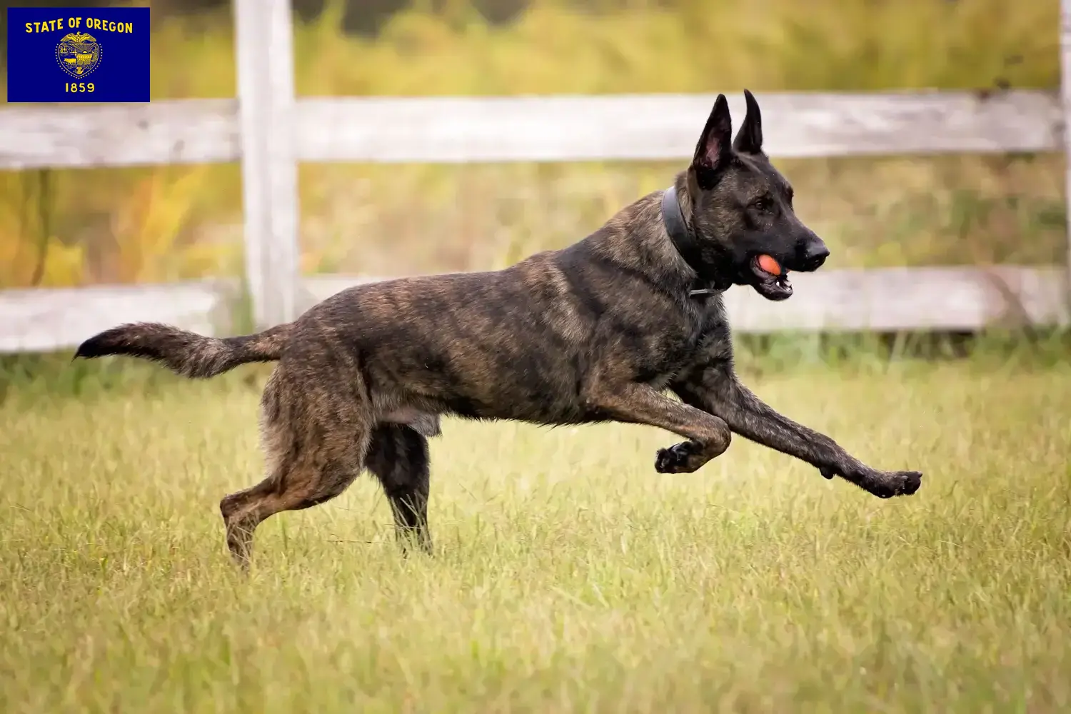 Read more about the article Hollandse Herdershond breeders and puppies in Oregon