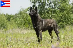Read more about the article Hollandse Herdershond breeders and puppies in Puerto Rico