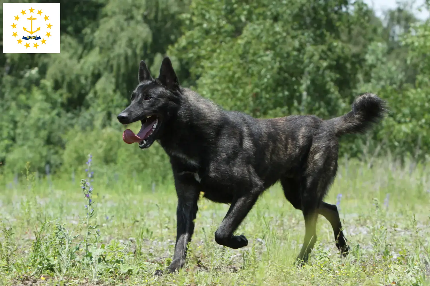 Read more about the article Hollandse Herdershond breeders and puppies in Rhode Island