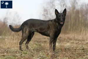 Read more about the article Hollandse Herdershond breeders and puppies in South Carolina