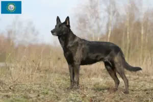 Read more about the article Hollandse Herdershond breeders and puppies in South Dakota
