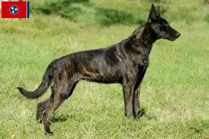 Read more about the article Hollandse Herdershond breeders and puppies in Tennessee