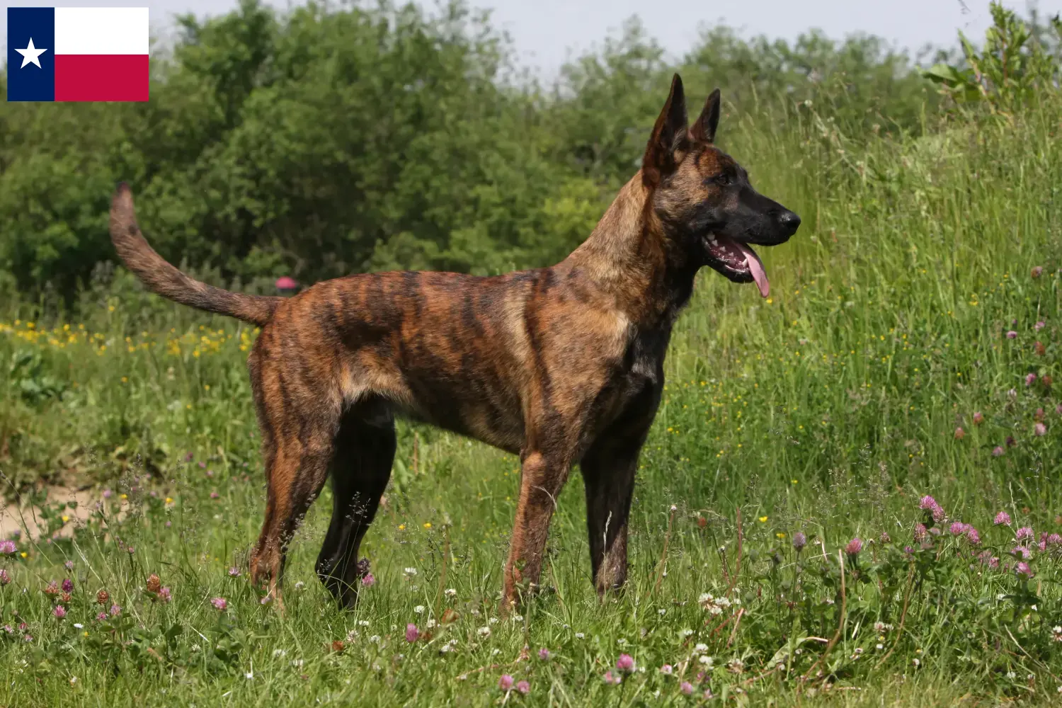 Hollandse Herdershond puppies and breeders Texas Here you can find Hollandse Herdershonden breeders in Texas.