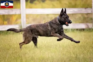 Read more about the article Hollandse Herdershond breeders and puppies in Utah