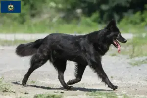 Read more about the article Hollandse Herdershond breeders and puppies in Vermont