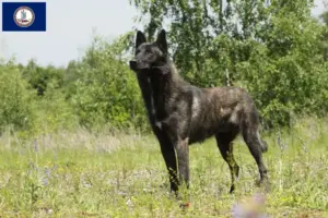 Read more about the article Hollandse Herdershond breeders and puppies in Virginia