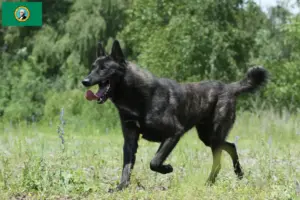 Read more about the article Hollandse Herdershond breeders and puppies in Washington