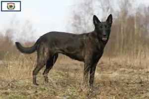 Read more about the article Hollandse Herdershond breeders and puppies in West Virginia