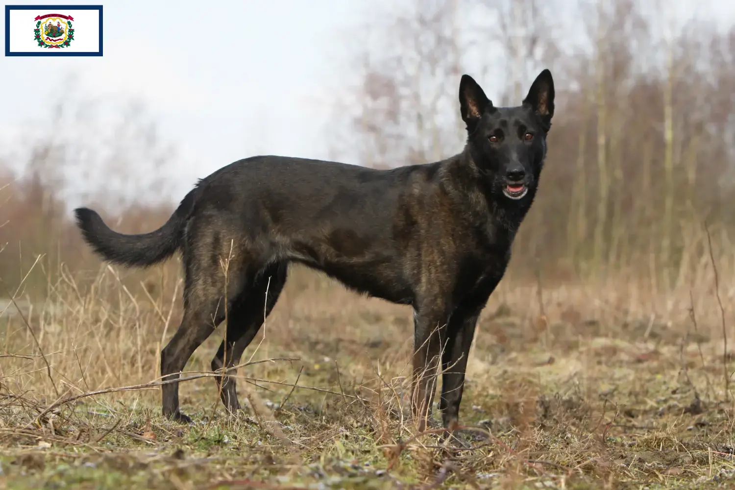 Hollandse Herdershond puppies and breeders West Virginia Here you can find Hollandse Herdershonden breeders in West Virginia.