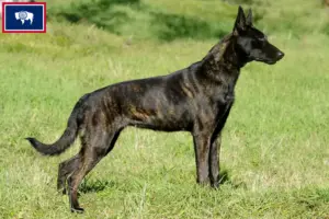 Read more about the article Hollandse Herdershond breeders and puppies in Wyoming