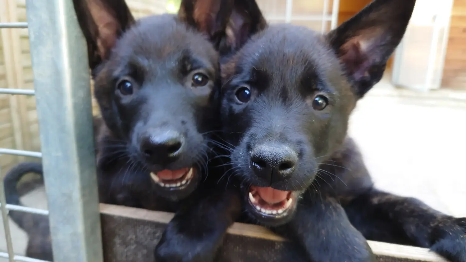 Buying a Hollandse Herdershond puppy means taking responsibility! Buy Hollandse Herdershond puppies.