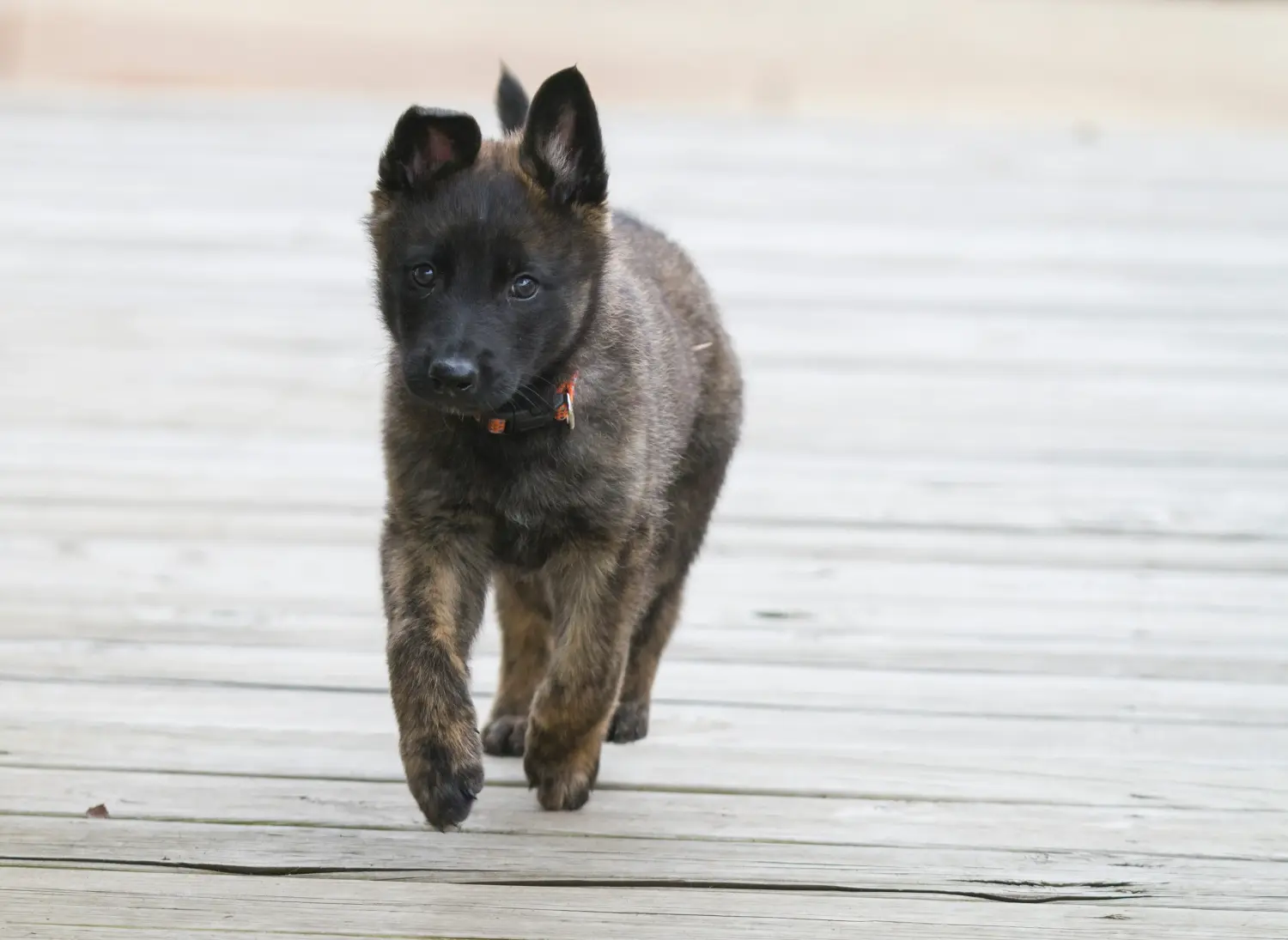 Buying a Hollandse Herdershond puppy means taking responsibility! Buy Hollandse Herdershond puppies.